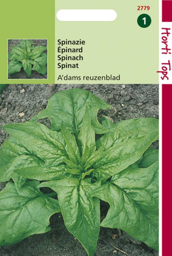 Spinach Amsterdam Large Leaved (Spinacia oleracea) 1125 seeds